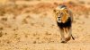 nws-st-botswana-black-maned-lion-kalahari.jpg